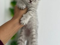 50 GÜNLÜK DİŞİ SCOTTISH FOLD
