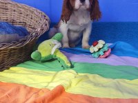 Orjinal cavalier king charles yavrularımız