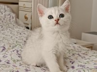 Dişi Silver Shaded British Shorthair
