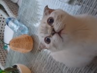 Scottish fold yavrumuza yeni aile arıyoruz