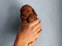 Ev ortamında bakılan kendi köpeğimizin yavrularıdır