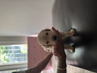 Golden retriever orjinal safkan bebeklerimiz 2 haftalık