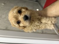 Maltipoo yavrumuz