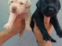 Labrador yavru köpekler