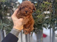Red Brown Kore Poodle Yavrularımız