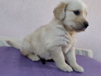 BABY FACE SURAT GOLDEN RETRİEVER YAVRULAR