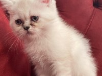 HENÜZ 2 AYLIK CHİNCHİLLA KEDİSİ