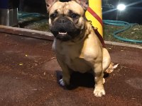 SAFKAN YETİŞKİN DİŞİ FRENCH BULLDOG