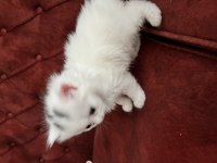 Partiler mutlu kediler