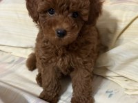 Güzelliğin Tanımı Poodle Yavru
