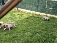 ÜST DÜZEY VASIFLI KANGAL YAVRULARI İZMİR