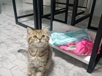 British Shorthair Tabby Bebeğimiz Yeni Yuvasını Arıyor