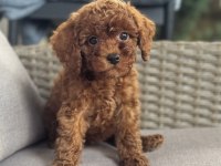 Toy Poodle Yavrumuz Gofrik