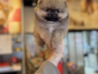 TEA CUP VE MİKRO TEA CUP POMERANİAN BOO YAVRULARIMIZ