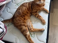 Erkek bengal kedisi kısır değildir
