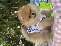Fci Şecereli Pomeranian Teddy
