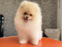 Tea cup pomeranian boo sçr belgeli