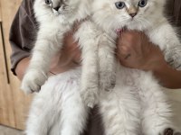 5 Aylık British Longhair Yavrularımız