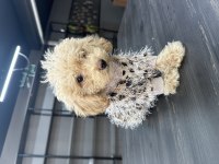 Harika teacup maltipoo yavrularım