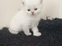 Safkan ırk garantili british longhair yavrular