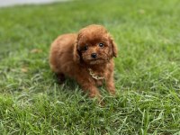 17 cm garantili teddy surat kore erkek yavru