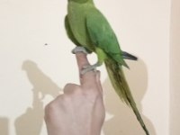Ele alışkın Pakistan papağanı