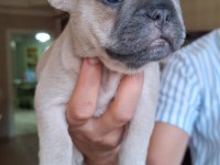 RENK RENK FRENCH BULLDOG BEBEKLER
