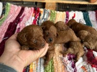 Toy Poodle kore kan