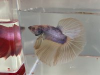 Premium Betta Balıkları