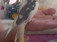 Bir buçuk aylık ve 4 aylık sultanlar mevcut