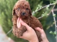 Petibör tadında poodle yanlışlıkla yemeyiniz
