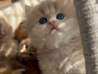 Caglar House Cattery British Kediler