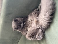 Scottish Fold Oğlumuza Dişi Eş Arıyoruz
