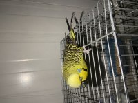 Damızlık Show jumbo muhabbet kuşları