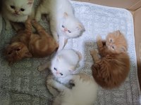 İran kedisi orjinal