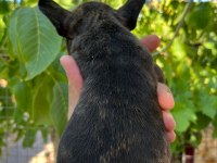 Uygun dişi french bulldog