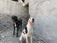 Damızlık Danualar
