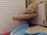 Yavru scottish fold kediler