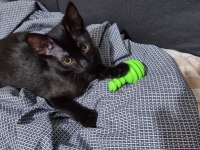 Uslu, oyuncu, tatlı siyah kedi yavrusu acil sahiplendirme