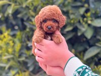 2.5 aylık erkek toy poodle tarçınlı kurabiyemiz