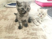 BRİTİSH YAVRU KEDİLER