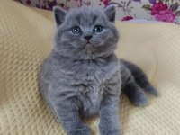 Sağlıklı oyuncu british shorthair bebekler