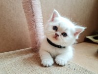 Golden British Shorthair Bebekler