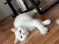 British longhair pamuk yuva arıyor