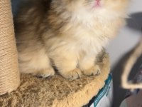 British longhair golden dişi ve erkek