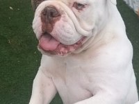 İngiliz Bulldog - Aman Allah ım bana mı bakıyorsun!