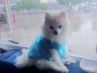 POMERANİAN BOO ERKEK KARNESİ VAR