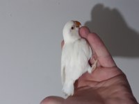 Albino yeni yeme düşmek üzere olan cennet papağanı bebek