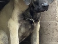 KÖPEKLERİ SAHİPLENDİRİYORUZ