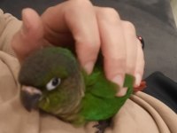 Ele Alışık 2 Aylık Oyuncu Konur Papağanı